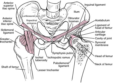 By dr arun pal singh. hip diagram | Medical dictionary, Hips