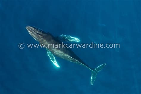 Humpback Whale Megaptera Novaeangliae Baja California Mexico North