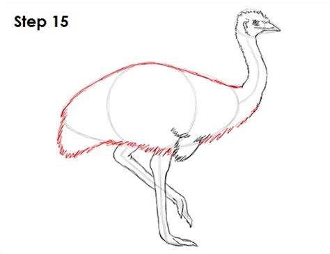 Feel free to explore, study and enjoy paintings with paintingvalley.com. How to Draw an Emu