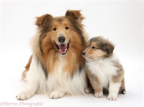 Rough Collie Dog And Puppy Photo Wp38066