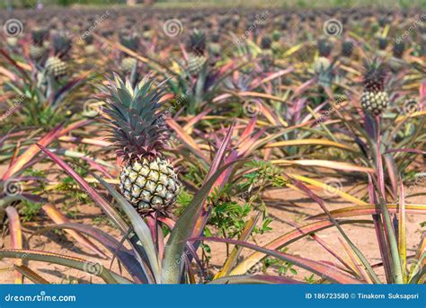 Rows Of Pineapple Fruit In Thai Call Phulae Pineapple Or Science Name