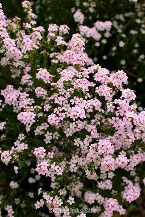 See this plant in the following landscape: Diosmas provide a gorgeous display of small white or pink ...
