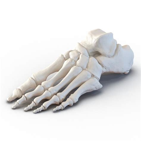 3d Human Foot Bones 3d Molier International
