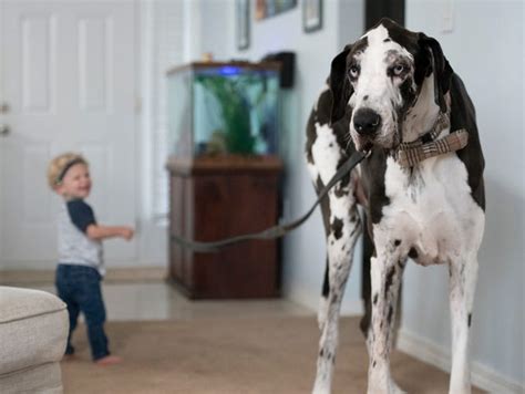 Florida Great Dane Might Be The Worlds Tallest Living Dog