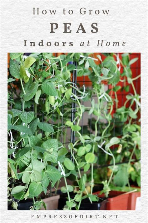 How To Grow Peas Indoors Empress Of Dirt