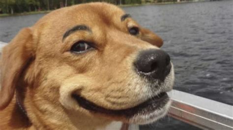 20 Cutest Dogs And Cats With Eyebrows Beards Or Mustaches