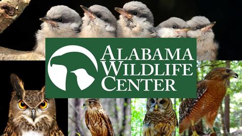 Alabama Wildlife Center Alapark