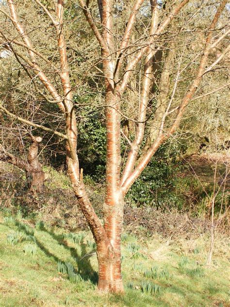 Prunus Maackii Trees And Shrubs Online