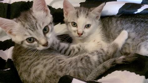 Find photos of little kitty. Cute little kittens - CUTENESS OVERLOAD - YouTube