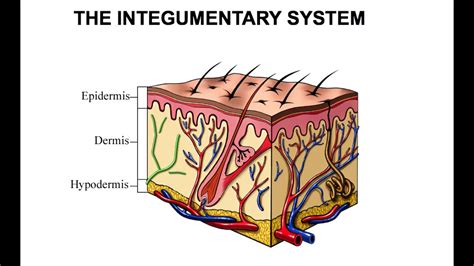 Integumentary System Definition Function Organs Diseases YouTube