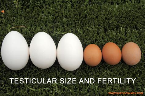 Testicular Size And Fertility