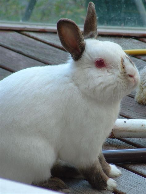 The Cutest Rabbit Ever Marshie By Nikkinoo911 On Deviantart