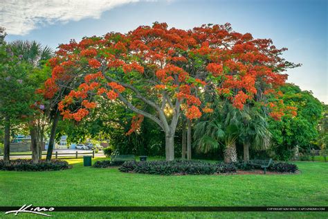 Royal Poinciana Tree At Park Florida This Is A Beautiful R Flickr