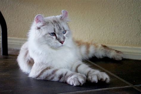 4 Cats Breeds With Ear Tufts With Pictures And Facts Catster