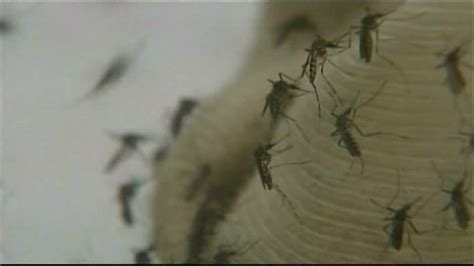 Human Case Of West Nile Virus Found In Madison County Fox 59
