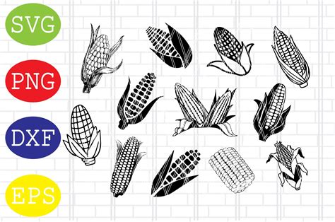 Corn Svg Crop Svg Farm Svg Cereal Svg Graphic By Digitalsvgfiles