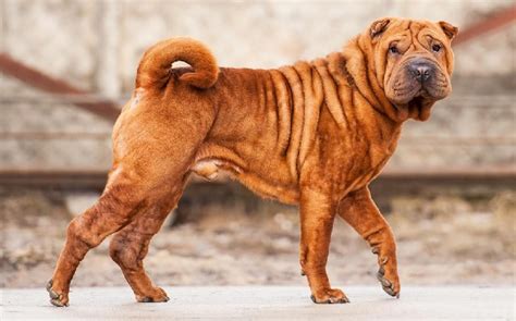 50 Great Pictures Of A Shar Pei Dog Hd Wallpaper