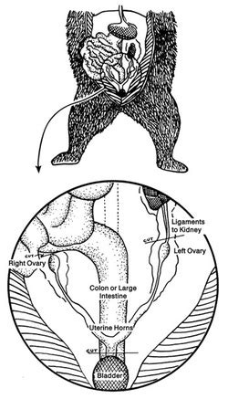 Find this pin and more on martial arts by marlon castellon. ORGANISM (System-Organs-Cells) - Giant Panda