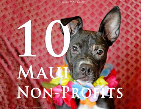 Maui Non Profits Top 10 Maui Non Profit Organizations