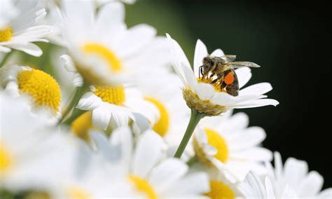 Do Bees Like Daisies Which Varieties Wildlife Welcome