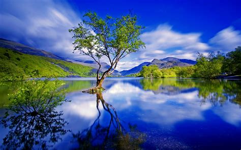 Free photo: Tree Reflection - Lake, Lonely, Mirror - Free Download - Jooinn
