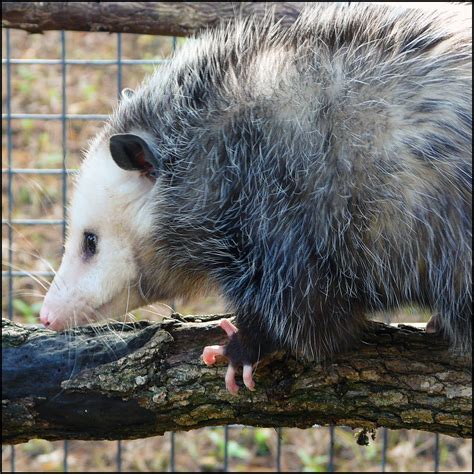 Big Fat Possum Houston Zoo Jrparis Flickr