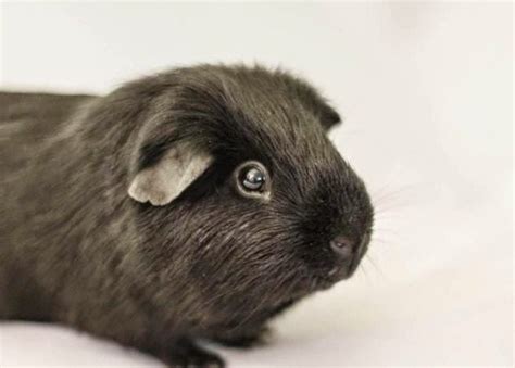 March Is Adopt A Rescued Guinea Pig Month Pawsitively Pets