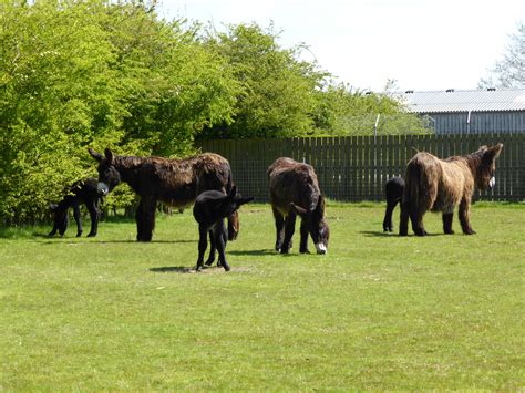 Poitou Donks And Their Babies At Hamerton Zoo Park Cambridgeshire May