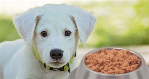 Best wet food for small breeds reviewed. The 5 Best Canned Dog Foods Ever | See Our #1 Pick For 2020‎