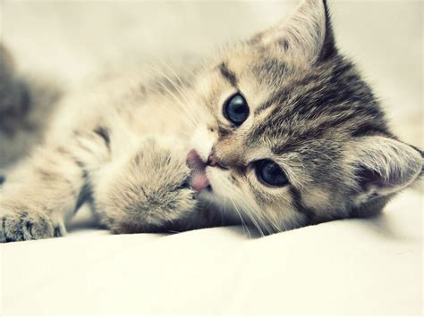 We present you our collection of desktop wallpaper theme: Download Cats Licking Wallpaper 1600x1200 | Wallpoper #387554