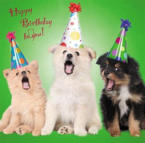 Details About Happy Birthday Blank Greetings Card Dogs