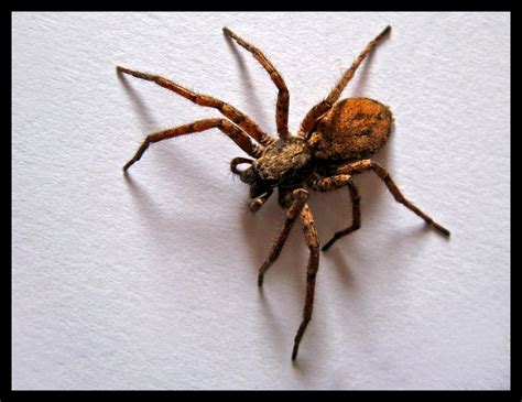 Top 10 Most Poisonous Spiders In The Whole World