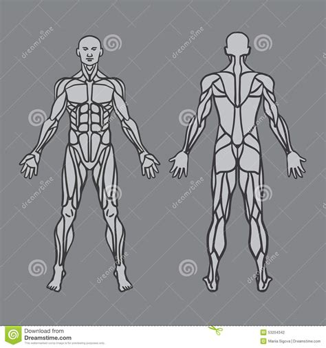 Anatomy Of Male Muscular System Exercise And Stock Vector