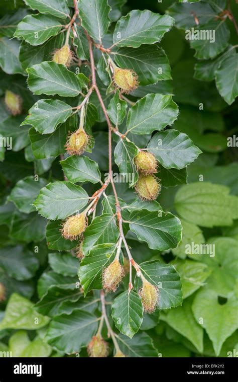 Beech Tree Fagus Sylvatica Leaves And Fruits In Spring Stock Photo