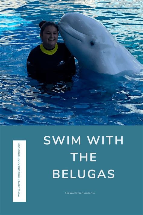Swim With Beluga Whales At Seaworld San Antonio Adventures In San