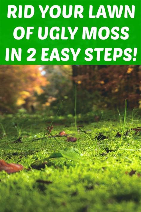 How To Get Rid Of Moss In The Lawn Naturally Scrappy Geek