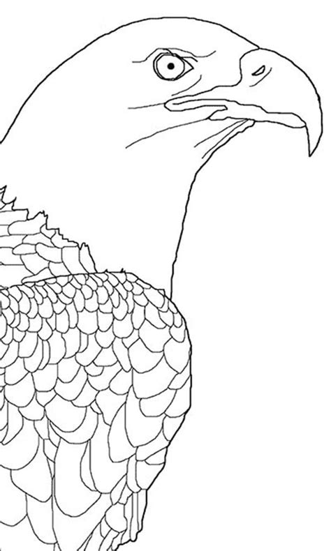 For boys and girls, kids and adults, teenagers and toddlers, preschoolers and older kids at school. Bald Eagle Picture Coloring Page - NetArt