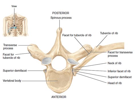 Posterior View Of Left Ribs Articulated With Thoracic Vertebrae And Sternum Diagram Quizlet