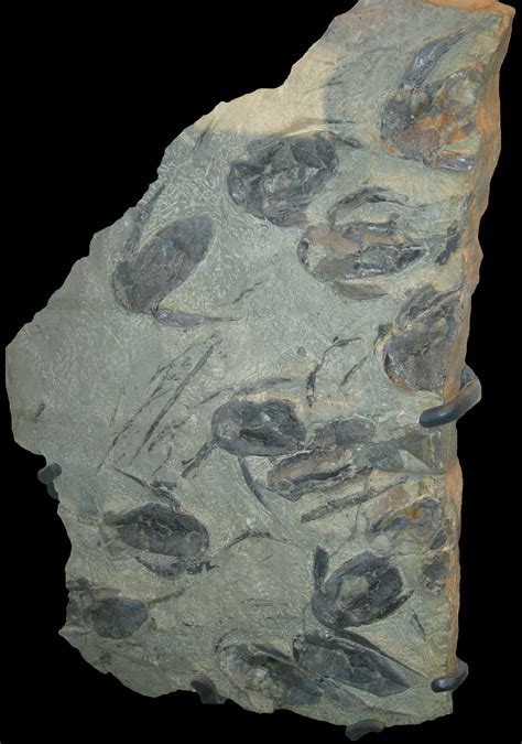 Devonianfossilfish
