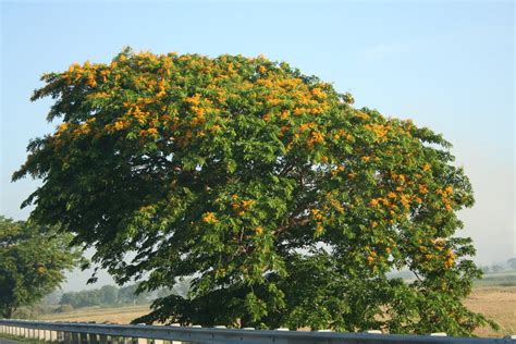 Philippine National Tree Narra