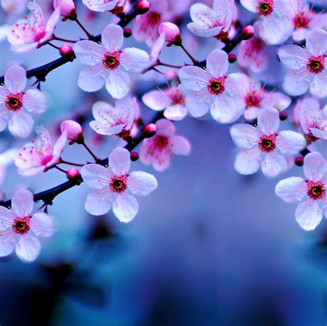 2932x2932 Cherry Blossom Ipad Pro Retina Display Wallpaper Hd Flowers