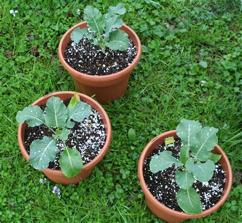 How To Grow Cauliflowers Small Green Things