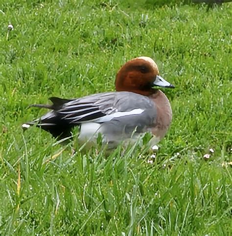 Migration | Page 2 | Refuge Forums
