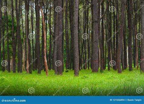 Pine Trees Tall Green Trunksbeautiful Pine Trees And Green Grass