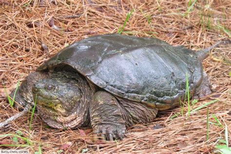 Alligator Snapping Turtle Facts The Largest Freshwater Turtle In