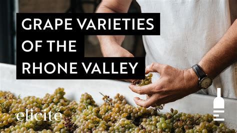 The Different Grape Varieties And Styles Of The Rhone Valley Wine