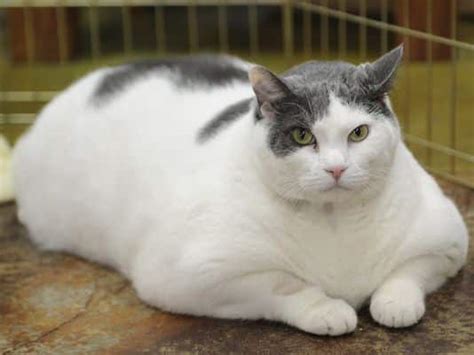 Overweight Cats Obesity In Cats Prevalence Health Risks Best Food