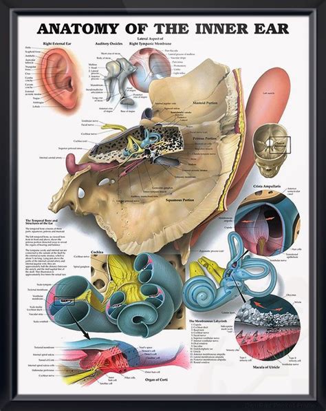 Anatomy of the Inner Ear anatomy poster | The o'jays, Anatomy and Nurses