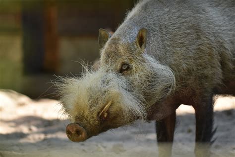 Borneo Bearded Pig Sus Barbatus Barbatus Zoochat