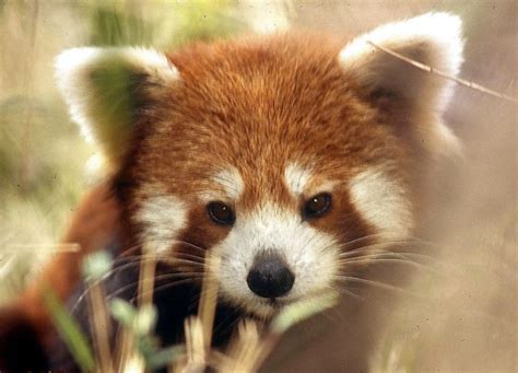 The Red Pandas Are Generally Quiet Except Some Tweeting Or Whistling